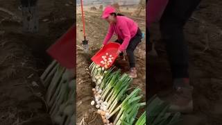 Farmers in China Are Burying Boiled Eggs 😯 [upl. by Banks]