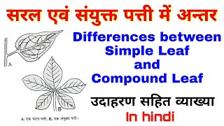 Differences between Simple and Compound Leaf  सरल एवं संयुक्त पत्ती में अन्तर  Plant Morphology [upl. by Savior]