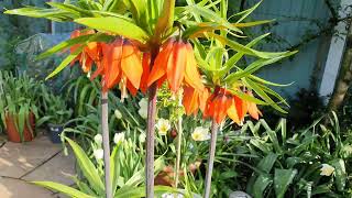 Fritillaria imperialis Rubra [upl. by Gorrian]