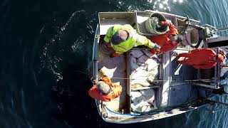 Halibut Longlining  Alaska Halibut Fishery [upl. by Aramahs]