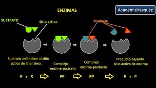 Enzimas Estructura Características y Funciones [upl. by Alica]