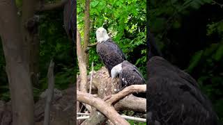 Whitetailed eagle \Haliaeetus albicilla birds [upl. by Nillek]