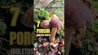 10 Wild Edible Mushrooms  Blissed Zone [upl. by Carita]