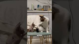 Реакция сервала на котенка🙀 как думаете они подружатся Лапа это интерес или агрессия [upl. by Ennaharas]