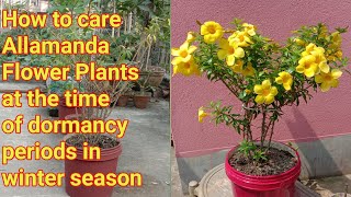 How to care Allamanda Flower Plants at the time of dormancy periods in winter season gardenrooftop [upl. by Imehon]