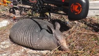 Bowhunting Small Game Armadillo Taken With The G5 SGH [upl. by Sillig]