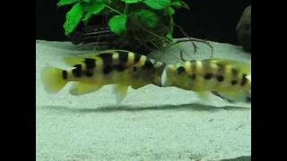 Neolamprologus sexfasciatus fight [upl. by Nennahs507]