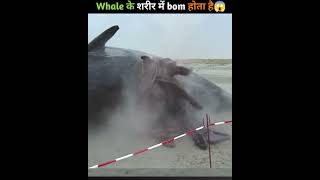 why are sharks so dangerous😨 shorts trending allfacts shark whale facts [upl. by Nysila]