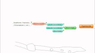 03 Crashkurs Mikrobiologie Zygomycota [upl. by Inittirb]