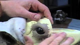 TH Taxidermy Installing ear liners sculpting upper and lower eye lids Cass City Michigan [upl. by Mycah]