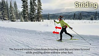 Basic Classic Ski Techniques Striding [upl. by Cash]