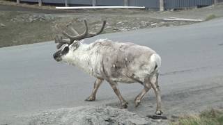 Spitzbergen Juni 2017  Longyearbyen [upl. by Lirret]