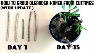 How to Grow OleanderKaner From CuttingsWith Update Video [upl. by Janos]