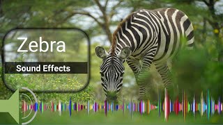 zebra sound  zebra noise  facts about zebras [upl. by Locklin]