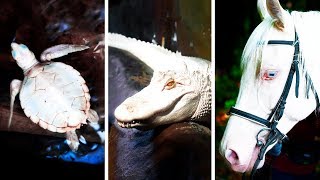 23 Albino Animals That Have Rarely Ever Been Seen [upl. by Idnym21]