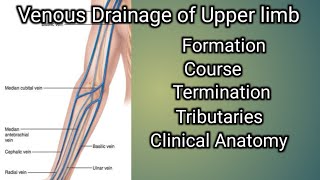 Venous drainage of Upper limb [upl. by Alexandros]