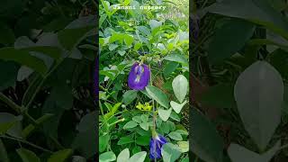 নীলকন্ঠ ফুল 💙Aparajita flowershorts garden viralvideo অপরাজিতা [upl. by Evod648]