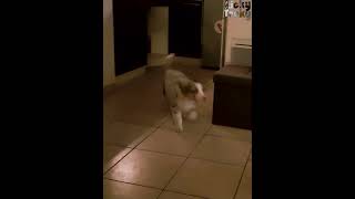 le bergeraustralien podkol ou papodkol  dogs viralvideo trend animals dogshorts [upl. by Morly]