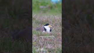 Captivating Moments with Plover Birds [upl. by Ijar]