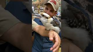 Special bird mimicking😅😅😅🙏 funny funny youtubeshorts [upl. by Aidin]