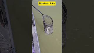 Cochiti lake NM Northern Pike fishing newmexico [upl. by Euqitsym]