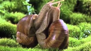 Snails in Love  Music by Dennis Schwachhofer [upl. by Pytlik]