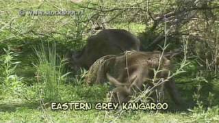 eastern grey kangaroo  macropus giganteus [upl. by Analat440]