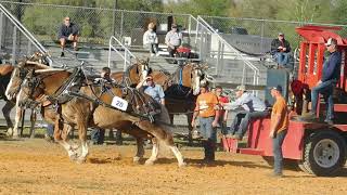 Draft horses at Sumter Co Fairgrounds [upl. by Ahsiener]