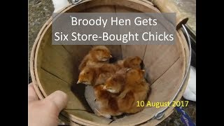 Broody Hen Gets StoreBought Chicks [upl. by Wildee751]