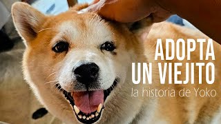 Adopta un perro viejito Como llego Yoko a mi vida desde un criadero irresponsable [upl. by Agathe]