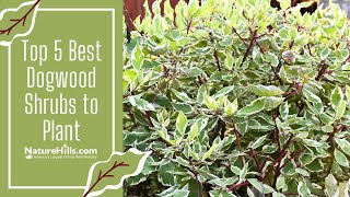 Top 5 Best Dogwood Bushes to Plant  NatureHillscom [upl. by Esten]