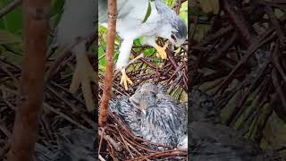 Amazing Hawk Nest nature birds birdhome reviewbirdnest birdnest wildlife birdznest [upl. by Jordan266]