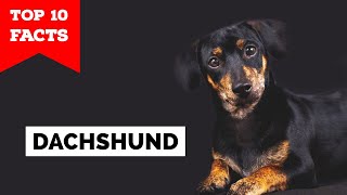 Dachshund  Top 10 Facts [upl. by Pillihpnhoj]