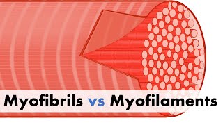 Myofibrils vs Myofilaments [upl. by Ynnal265]