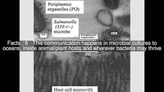 Bacterial outer membrane vesicles Top 15 Facts [upl. by Ennovi]