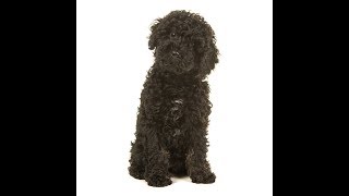 Labradoodle Dog Breed [upl. by Holcman627]