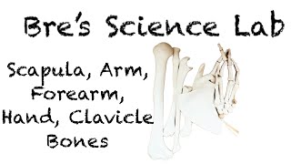 Upper Limb Bones Scapula Clavicle Humerus Ulna Radius Hand [upl. by Anyrb14]