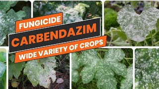 Carbendazim Fungicide BroadSpectrum Fungal Disease Control  Uses Mode of Action amp Dosage [upl. by Laney]