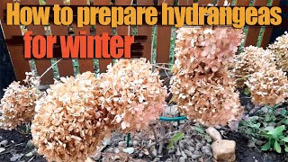 How to Prune Different Types of Hydrangeas for Winter  Preparing Hydrangeas For the Winter [upl. by Harned]