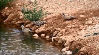 Black bellied Sandgrouse  Pterocles orientalis  קטה גדולה [upl. by Ahsima]