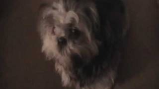 My Shih Tzu Dog Making weird amp funny noises [upl. by Gibbeon]