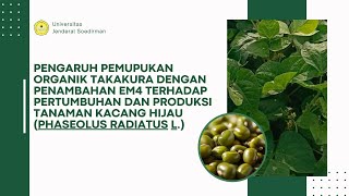 Pemupukan Tanaman Kacang Hijau Phaseolus radiatus L [upl. by Atekahs]