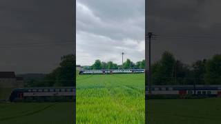 Wheat Field 🌾wheatfields switzerland 🇨🇭ytshorts abba [upl. by Joung]