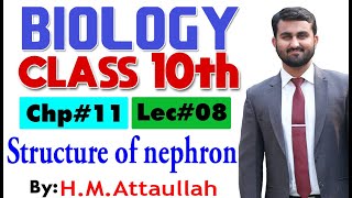 Structure of nephron  Chapter  11  Biology Class 10th  Lec 8 [upl. by Ahsinhoj675]