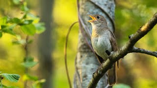 Nightingale singing [upl. by Elnora]