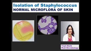 Isolation of Staphylococcus Normal Microflora skin Medical Microbiology Experiment [upl. by Ponce]