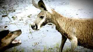 Kangaroo Tries to Drown Dog and Attacks The Owner [upl. by Iglesias417]