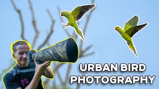 Bird Photography In An Inner City Nature Reserve  RSPB Sandwell Valley [upl. by Kus]