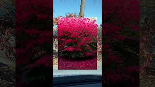 Burning Bush Euonymus alatus redbirdgardeninganddesign [upl. by Jaquenetta]