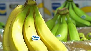 Tropische Bananen werden erst in Deutschland gelb [upl. by Nylirrej]